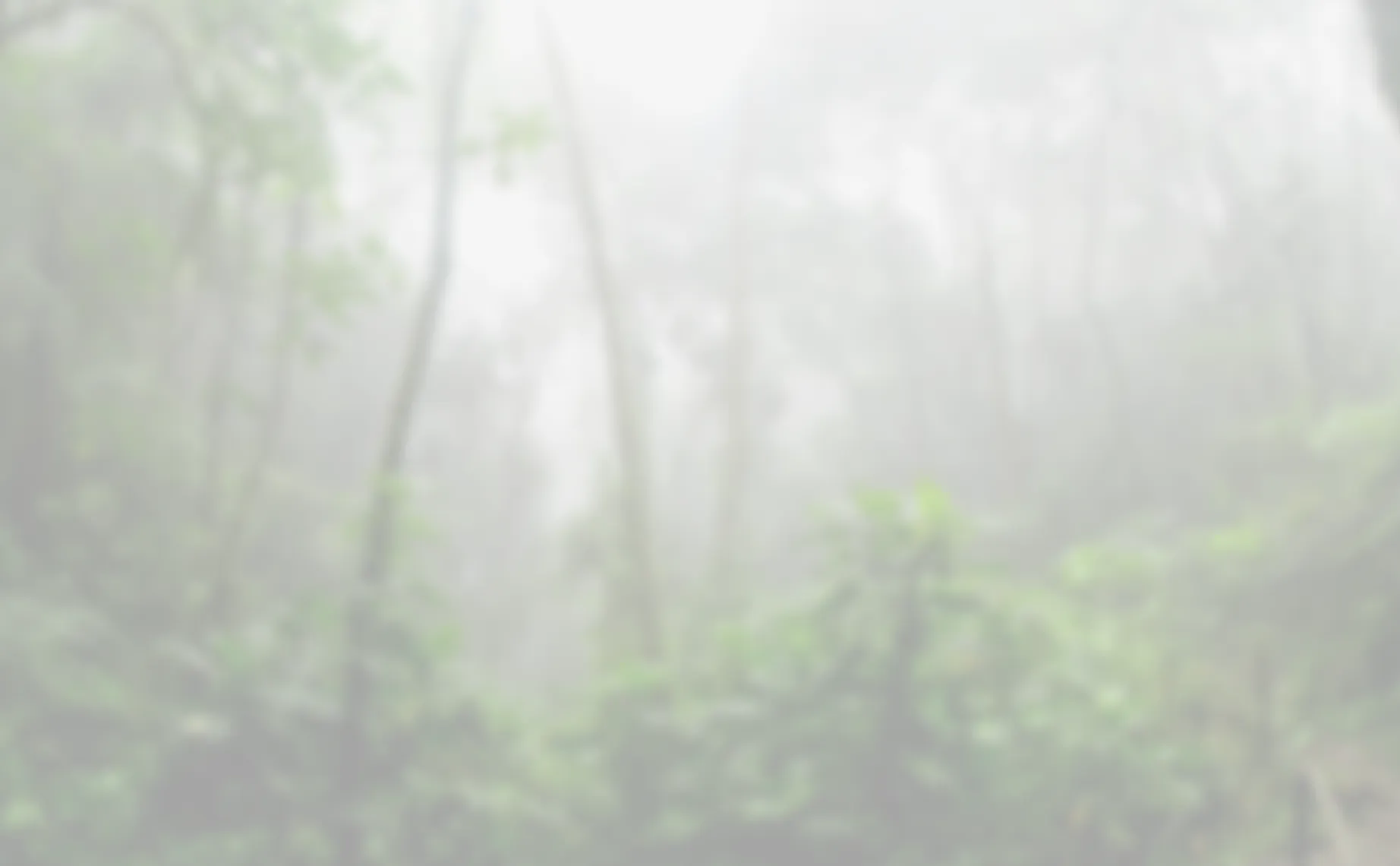 Misty forest