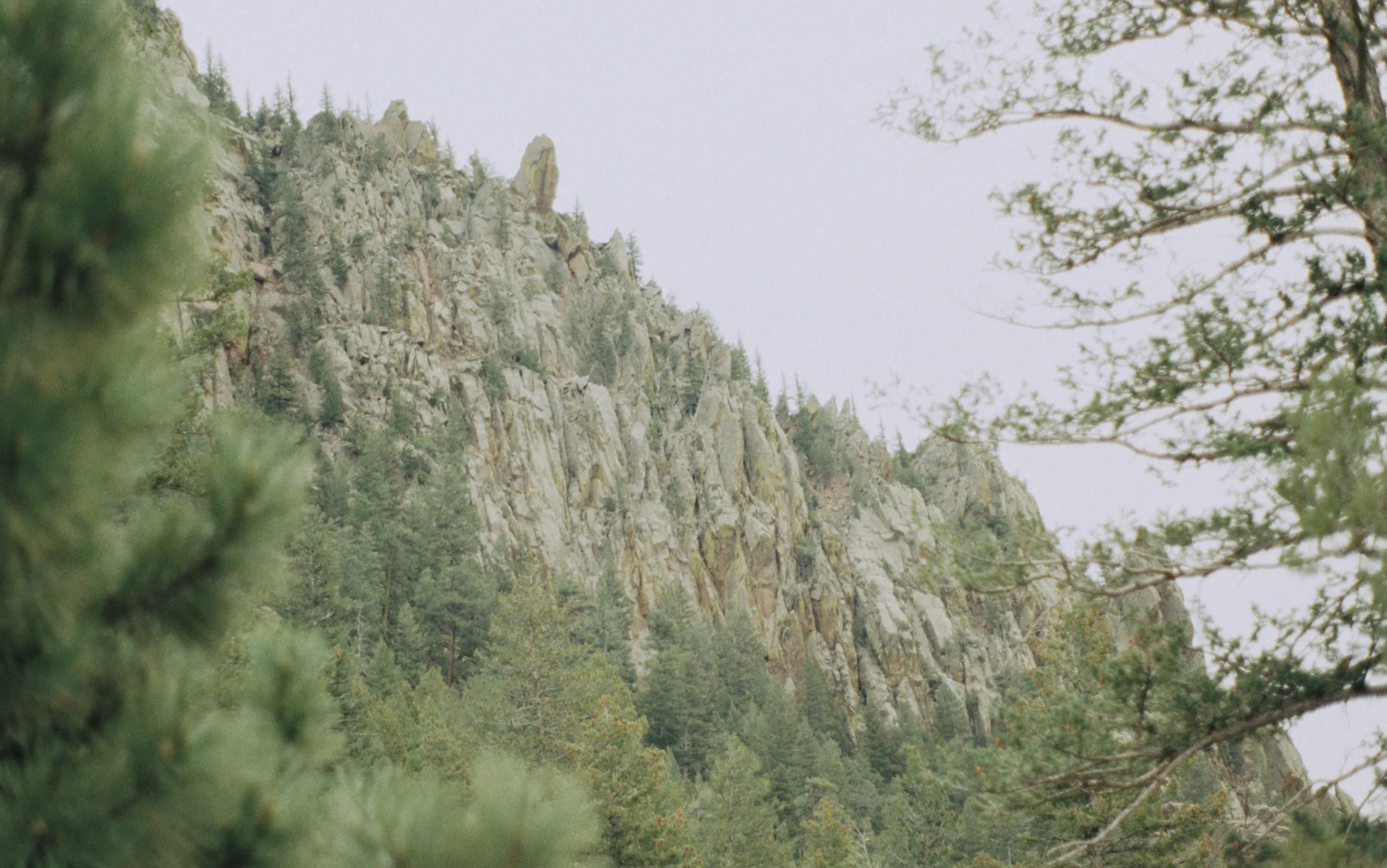 Pine forest below a granite ridge