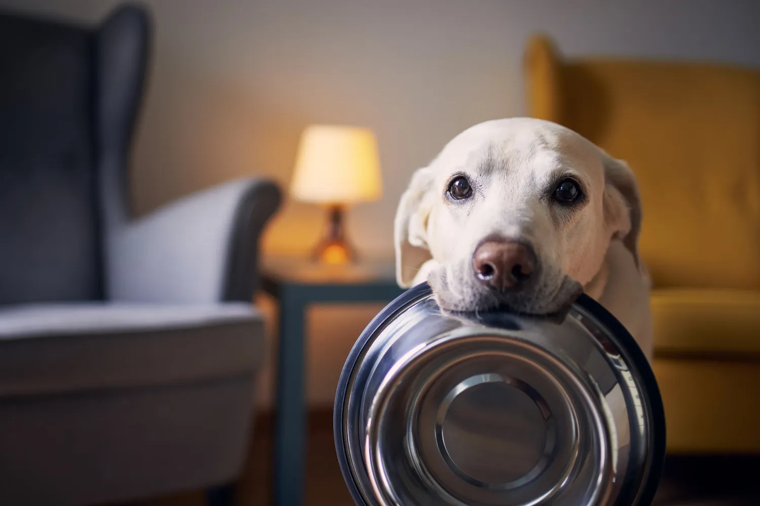 A dog resting its chin on a steel food bowl